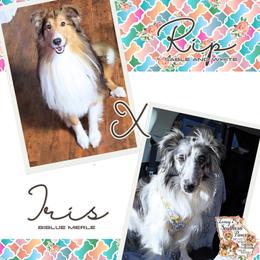 Shetland Sheepdog puppies from Ioney's Southern Paws Shelties, Frenchies, and Yorkies