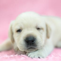Juliet - Yellow female Labrador Retriever puppy in Canton, Georgia from Dukes Retirevers