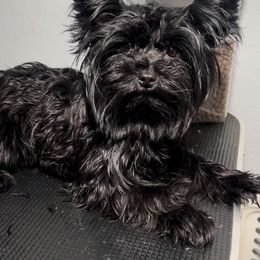 Fancy - Yorkshire Terrier