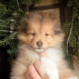 Shetland Sheepdog Puppies from Renegade Winds