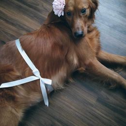 Golden Retriever Puppies from Lake Van Kennels