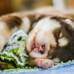 Alaskan Malamute Puppies from North Shore Alaskan Malamutes