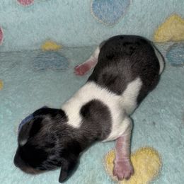 Dachshund Puppies from Dachshund Dad