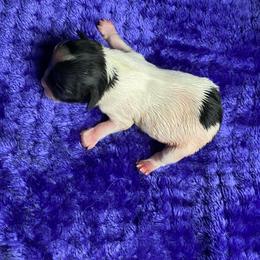 Miles - Black and white male Chihuahua puppy in Red Bluff, California from Aye Chihuahua