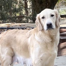 Darling - Golden Retriever