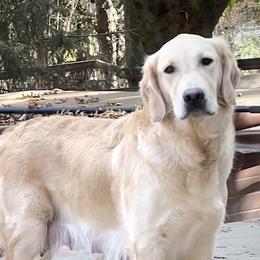 Darling - Golden Retriever
