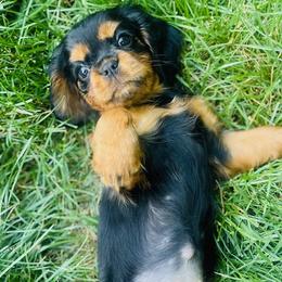Mia - Black and tan female Cavalier King Charles Spaniel puppy in Clemmons, North Carolina from Crown Jewel Cavaliers