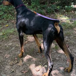 Einar - Doberman Pinscher