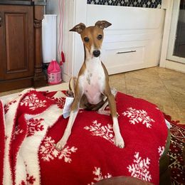 Charm - Italian Greyhound