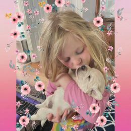 Golden Retriever Puppies from English Cream Goldens in Georgia