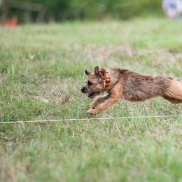 Border Terrier All Grown Up from Hardtack