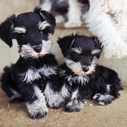 Romeo - Black and silver male Miniature Schnauzer puppy in Paradise, Utah from Highbornschnauzers