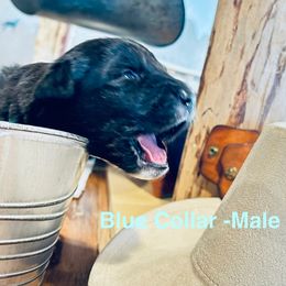 Blue Collar - White male Colorado Mountain Dog puppy in Del Norte, Colorado from FAFO Ranch