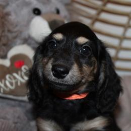 Girl 1 - Black and cream female Dachshund puppy in Craig, Colorado from Rocky Mountain Shih Tzus and Dry Creek Miniature Dachshunds
