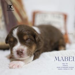 Mabel - Red Tri Female - Red tri-color female Australian Shepherd puppy in Nacogdoches, Texas from TK Standard, Mini, & Toy Aussies