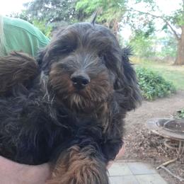 Colorado - male Golden Mountain Doodle puppy in Boise, Idaho from Nesting Dolls