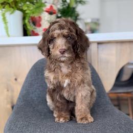 Styles - Merle male Goldendoodle puppy in St George, Utah from Doodle Bears of Southern Utah