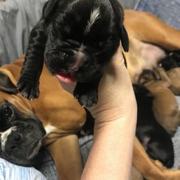 Girl 1 - Boxer puppy in Henderson, Tennessee from Vom Broadvalley