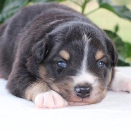 Rick - Black tri male Miniature Australian Shepherd puppy in Goliad, Texas from Sassy Lil Aussies and Diamond W Poodles