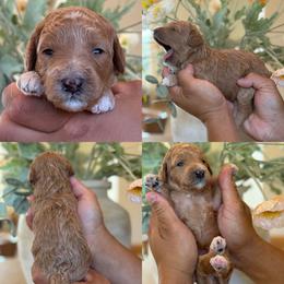 Palmer - Red female Bernedoodle puppy in Yuciapa, California from AlltheDoodlez_