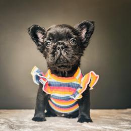 Elvira AKA Elvi - Black female French Bulldog puppy in Porter, Texas from Whatabulldog