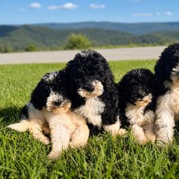 Bernedoodle puppies from Bundren Farms