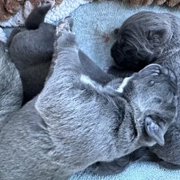 Girl2 - Fawn female Cane Corso puppy in Richmond, Kentucky from AK&J Kentucky Corsos