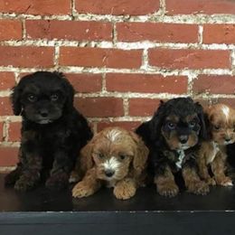 Goldendoodles from Still Water Puppies