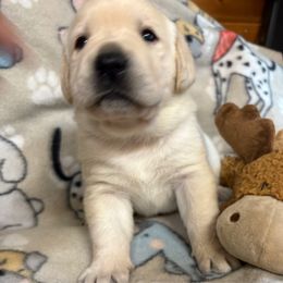 Vixen - Yellow female Labrador Retriever puppy in Turner, Maine from Bear Pond Retrievers