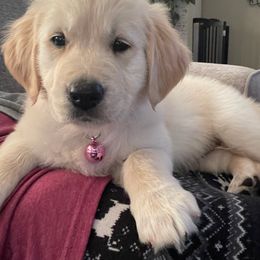 Golden Retriever Puppies from Sims Golden Retrievers