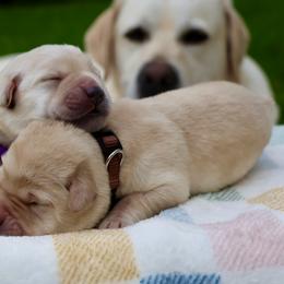 Labrador Retriever Puppies from Pride Rock Labradors