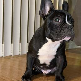 Simba 🦁 - Black and white French Bulldog puppy in Inglewood, California from French OG Los Ángeles
