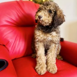 Entei - Phantom female Goldendoodle puppy in Twin Falls, Idaho from Burrow & Bone