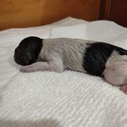 Girl 1 - Kleine Munsterlander puppy in Farmington Hills, Michigan from von den Großen Seen kennel