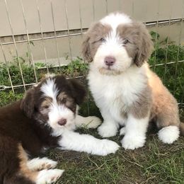 Bearded Collie Puppies from Meadows Bearded Collies