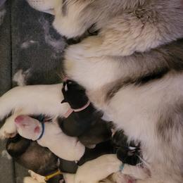 Siberian Husky Puppies from Husky Bitches