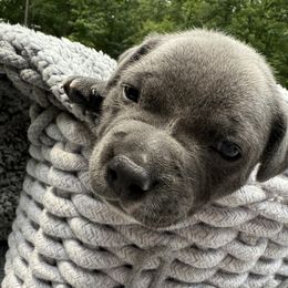 Big Boy - Blue and white male Staffordshire Bull Terrier puppy in Dawsonville, Georgia from WEAT Pack
