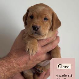 Girl 6 - Yellow female Labrador Retriever puppy in Lonsdale, Minnesota from Cedar Ridge Labradors