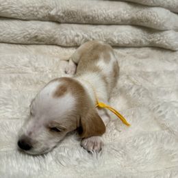 Basset Hound Puppies from CK Beagles & Bassets