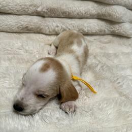 Basset Hound Puppies from CK Beagles & Bassets