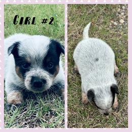 Girl 2 - Blue speckled female Australian Cattle Dog puppy in Prague, Oklahoma from S&B Cattle Co.