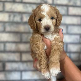 Tide - Red male Aussiedoodle puppy in Nephi, Utah from Peachydoodlepups