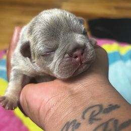 Girl 2 - Tricolors female French Bulldog puppy in Lawrenceville, Georgia from Amore Frenchies