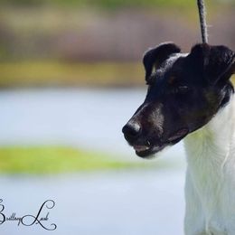 Australian Cattle Dogs and Smooth Fox Terriers from Palomar Kennels