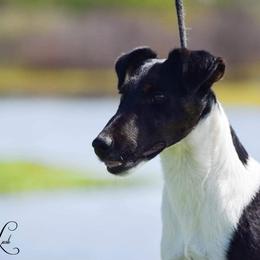 Australian Cattle Dogs and Smooth Fox Terriers from Palomar Kennels