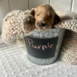 Purple - Apricot female Goldendoodle puppy in Grand Blanc, Michigan from Perry Farm Doodles