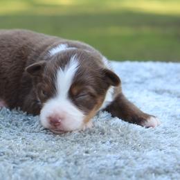 Leo - Red tri male Toy Australian Shepherd puppy in Bauxite, Arkansas from J and B Mini Aussies