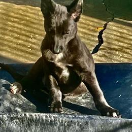 Peanut - Black male Belgian Malinois puppy in North Fort Myers, Florida from Reinwald Kennels Dee Reinwald & Thomas Brennan