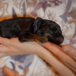 Malachite - Black and red male German Shepherd puppy in Windsor, South Carolina from Sinister Shepherds
