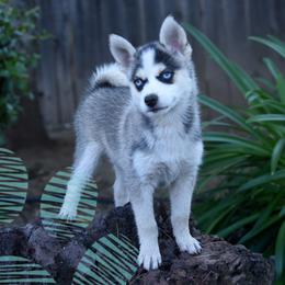 Hope - Tri-color female Pomsky puppy in Redding, California from Spirit Pomskies